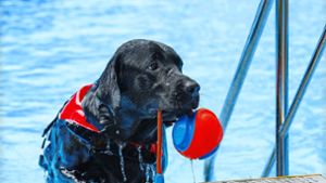 Freibad-Fest für Hund und Mensch