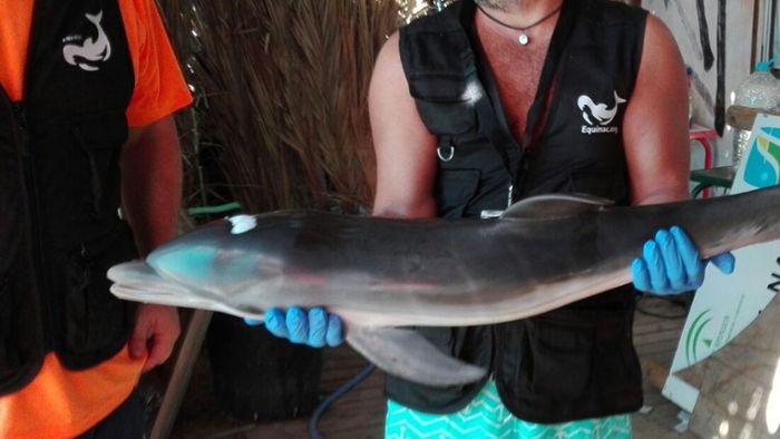 Selfie-Fans verursachen Tod von Baby-Delfin