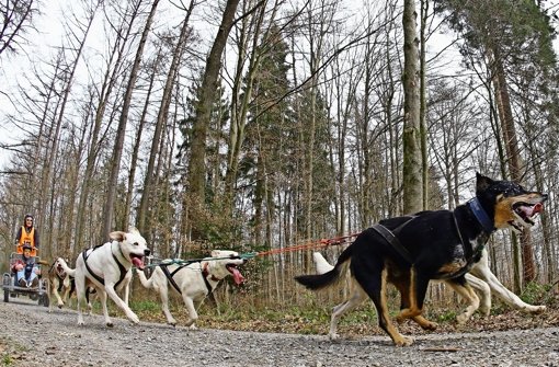 Mit Karacho durch den Malmsheimer Wald: Da kommt Freude auf  – bei den Menschen und den Tieren. Foto: Baumann