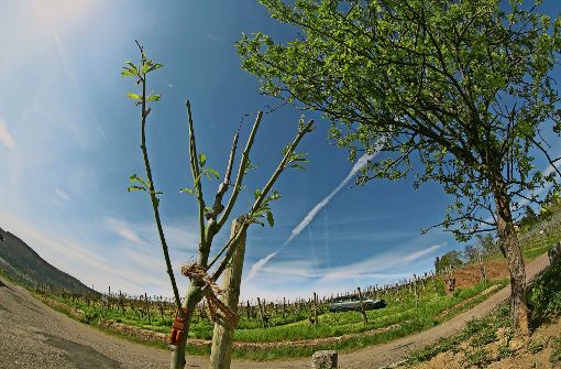 Ein junges Mandelgehölz  beschwört  die große Weinbautradition. Foto: Horst Rudel
