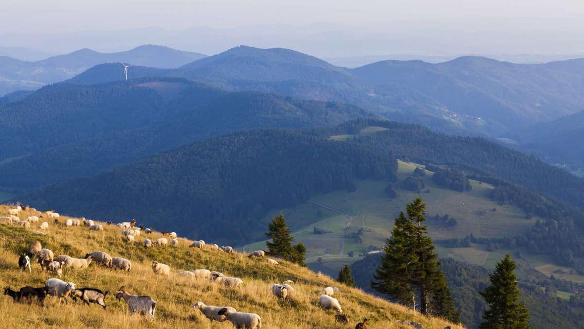 Ausflüge in Baden-Württemberg: Wandertipps für den Südschwarzwald