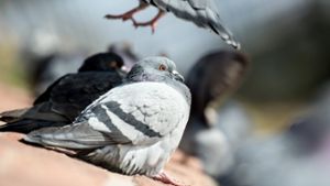 Abflugbereit: Tauben kommen in Städten überall herum. Foto: dpa