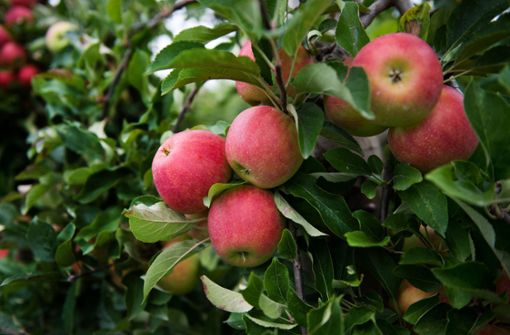 Die Apfelbäume im Land tragen viele Früchte. Foto: dpa-Zentralbild