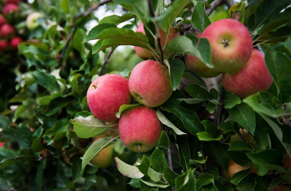 Ernte Aktionen Im Strohgau Fleissige Helfer Retten Apfel Vor Dem