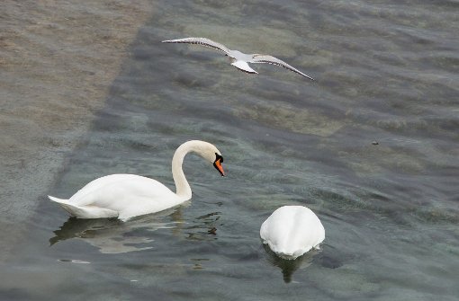 Am Bodensee sind bereits zahlreiche Wildtiere an der Vogelgrippe gestorben. Foto: dpa