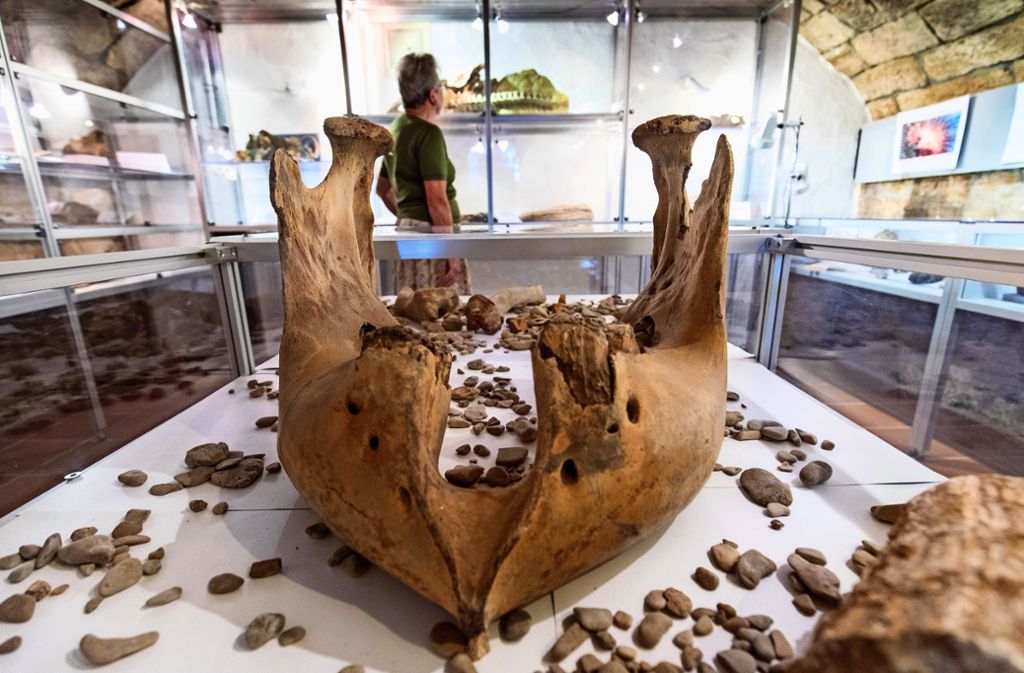Der Unterkiefer eines Mammuts im Museum im Hirsch. Foto: Frank Eppler