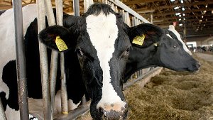 Wild gewordene Kuh attackiert Landwirt
