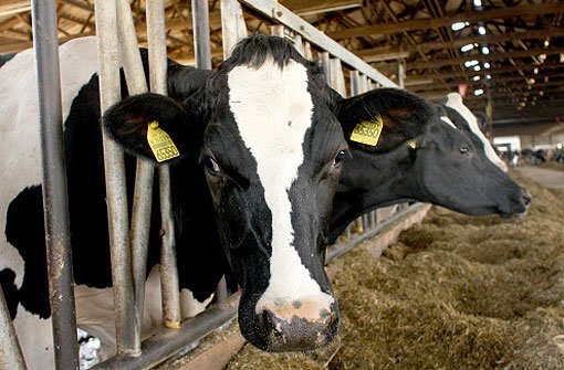 Haben Rindviecher einen siebten Sinn, wenn es zum Schlachter geht? Eine Kuh hat im Kreis Esslingen einen Landwirt schwer verletzt. (Symbolbild) Foto: dpa
