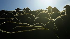 Nicht alle Schafe haben es so gut wie diese Exemplare Foto: dpa
