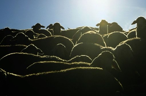 Nicht alle Schafe haben es so gut wie diese Exemplare Foto: dpa