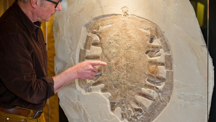 150 Millionen Jahre alte Riesenschildkröte gefunden