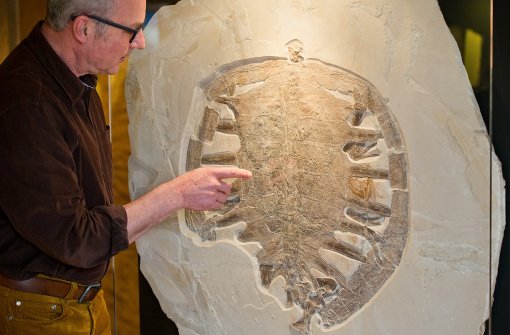 Matthias Mäuser (Bild), Leiter des Naturkunde-Museums Bamberg, neben dem 150 Millionen Jahre alten Fossil. Nach Angaben des Museums hat das versteinerte Tier einen Durchmesser von 64 Zentimetern und ist eine neue Art. Foto: dpa