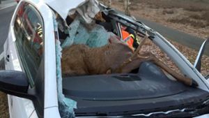 Der Fahrer des Wagens wurde bei dem Unfall mit dem Hirsch schwer verletzt. Foto: dpa