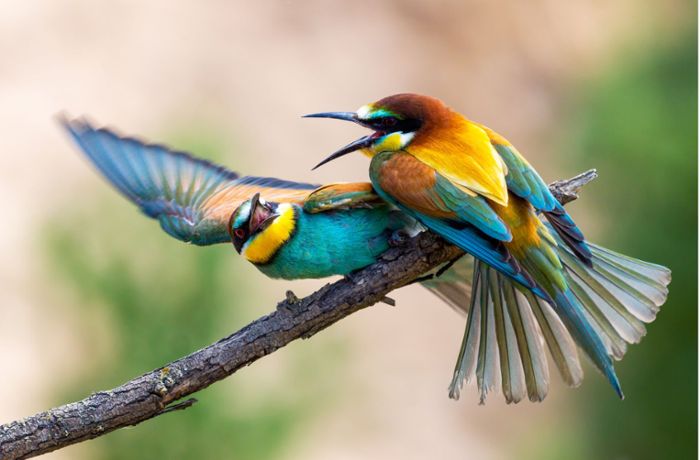 Wildlife-Fotograf aus Waiblingen: So gelingen tierisch gute Fotos
