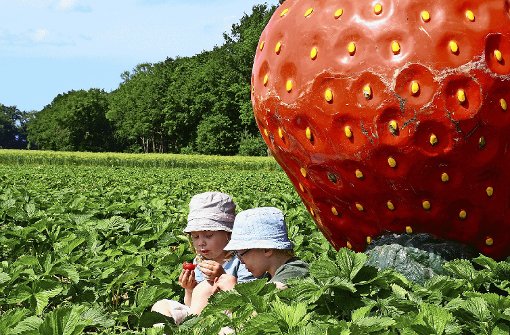 Verrückt nach den schönen Scheinfrüchten: Pia und Ben, die Kinder des Erdbeer-Königs Döpke. Foto: Cyris