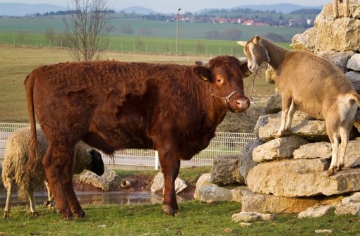 Ochse mit einer Ziege auf einem thüringer Bauernhof Foto: dpa