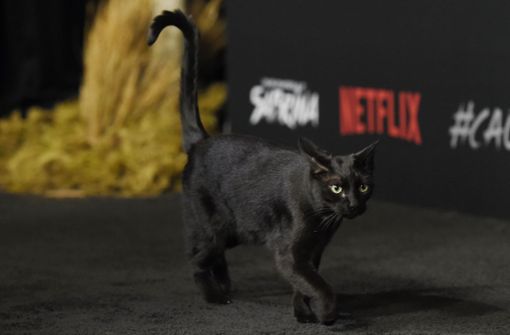 Catwalk-Katze: Eine schwarze Katze geht während der Premiere der Netflix-Okkult-Serie „Chilling Adventures of Sabrina“ in Hollywood auf der Bühne spazieren.Foto:dpa Foto:  