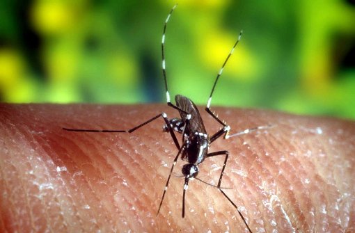 Mücken übertragen das gefährliche Zika-Virus. Foto: dpa