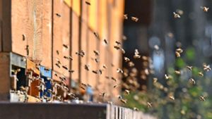 Um Nektar für ein Kilogramm Honig zu sammeln, muss eine Biene eine Strecke fliegen, die dem Sechsfachen des Erdumfanges entspricht. Foto: dpa