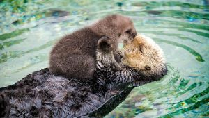 Baby-Otter entspannt sich auf Mamas Bauch