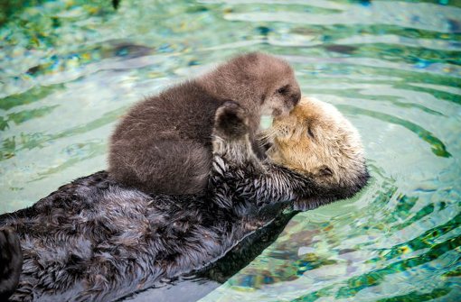 Dieser kleine Baby-Otter, der sich auf dem Bauch seiner Mama treiben lässt, ist einfach zu putzig. Foto: Monterey Bay Aquarium