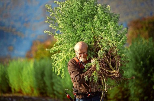 Ernst Haller baut die Heilpflanze Artemisia annua anamed im Rems-Murr-Kreis an. Hier ist er  mit  der Ernte beschäftigt. Foto: Gottfried Stoppel