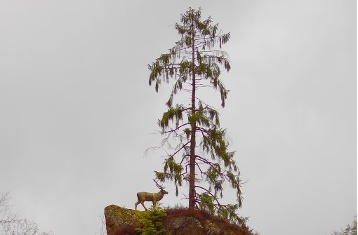 Hoch droben neben einer einsamen Fichte blickt der neue Hirsch über das Wehratal. Foto: Johannes Behringer