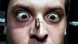 Für Insektenhasser ein Horrorszenario, auch wenn die Tiere harmlos sind. Foto: Imago/USA Today Network/Robert Johnson/The Tennessean
