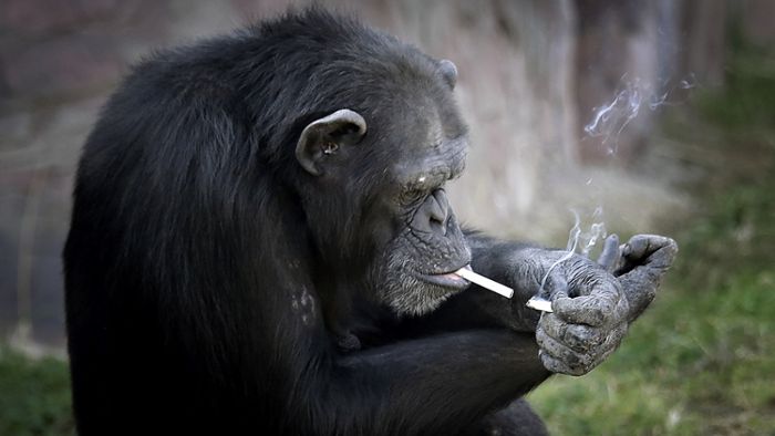 Schimpanse zündet sich Kippen selbst an