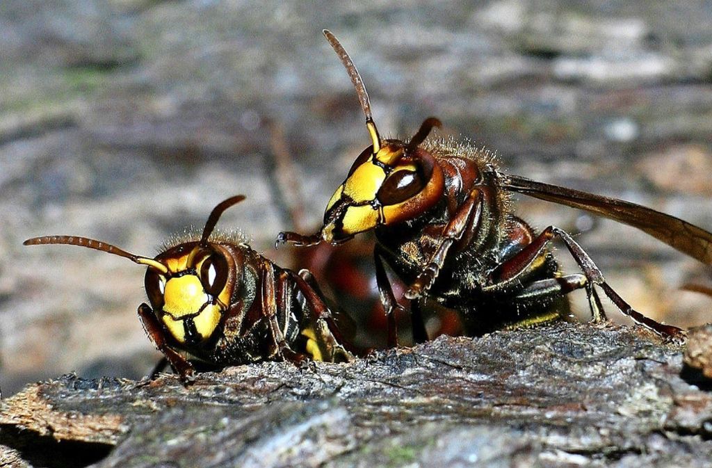 Insekten Im Rems Murr Kreis Die Falken Unter Den Wespen Rems