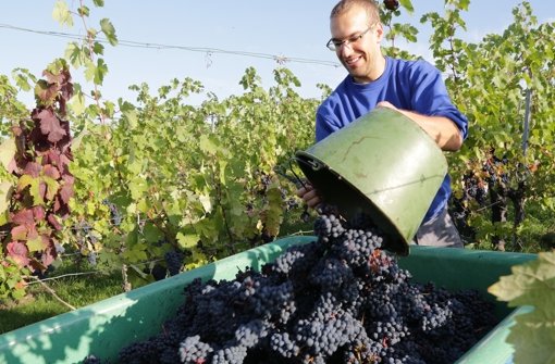 Die erste Lese bei den Fellbacher Weingärtnern gilt dem Neuen Wein. Foto: Patricia Sigerist