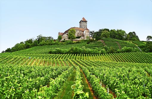 Der Weinbau im Bottwartal und unterhalb der Burg Lichtenberg hat eine lange Tradition – und prägt das Landschaftsbild. Foto: Werner Kuhnle