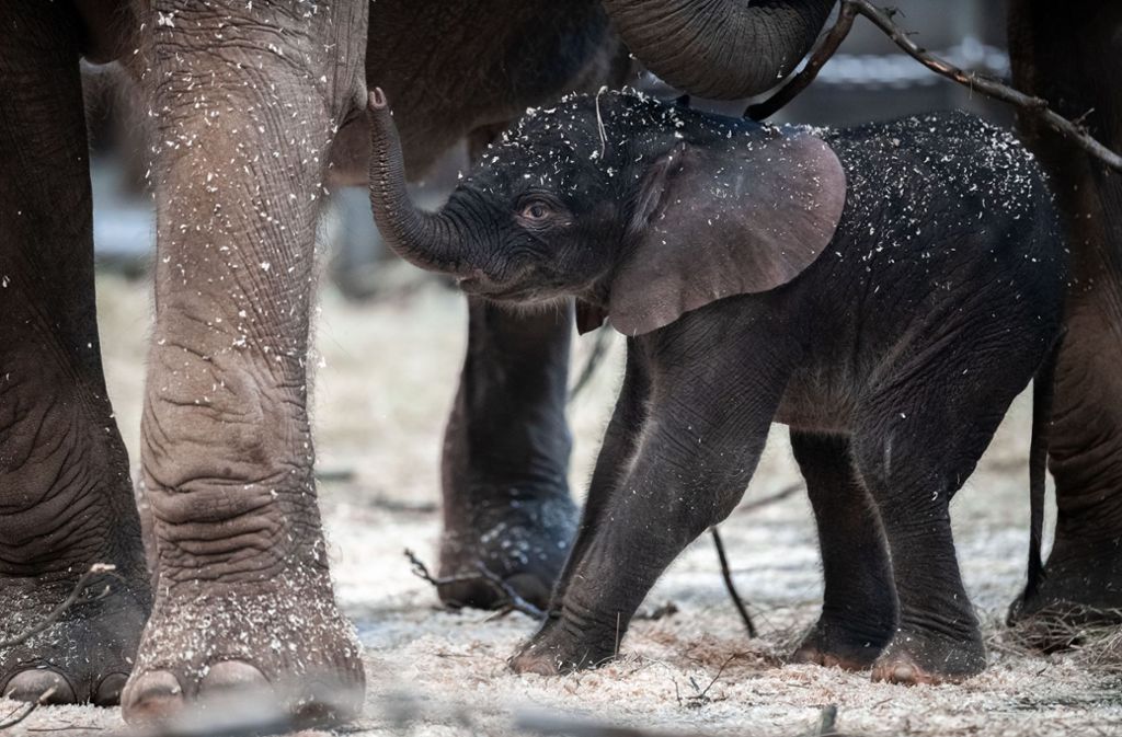 Elefanten-Baby Tsavo präsentierte sich am Samstag den Besuchern im Wuppertaler Zoo. Foto: dpa/Fabian Strauch