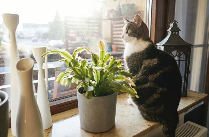 Vogelschutz: Walldorfer Katzenhalter befürchten erneuten „Horror-Sommer“