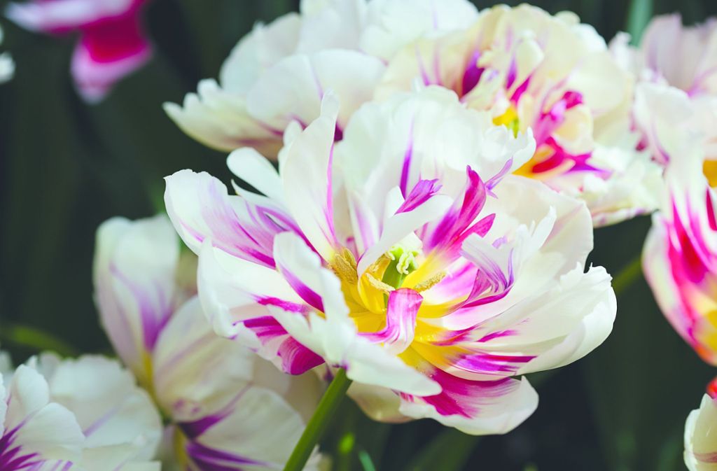 Voluminös und bauschige Blütenbälle:  „Flaming Margarita“. Die Tulpe blüht ab März und passt gut zu weißen, rosa oder blauen Vergissmeinnicht, sagt die „Tulpen“-Autorin Jane Eastoe.
