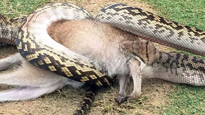 Python verschlingt Känguru am 17. Loch