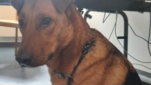 Polizist nahm Hund auf - Häftling und „Odin“ nun wieder  vereint