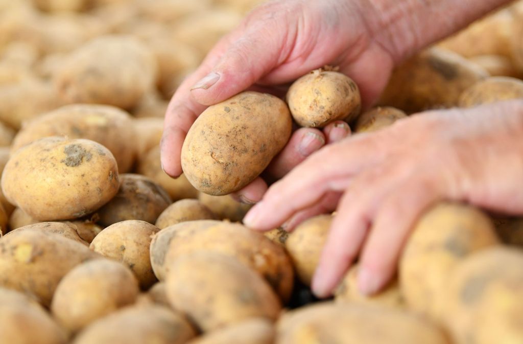 Die Qualität der aktuellen Kartoffelernte lässt zu wünschen übrig. Foto: dpa