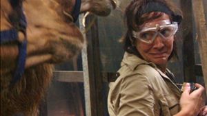 Danni Büchner quetscht sich während der Dschungelprüfung an zwei Kamelen vorbei. Foto: TVNOW