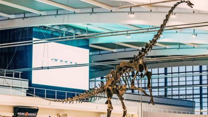 Dino-Skelett Skinny kommt bei Auktion  nicht unter den Hammer