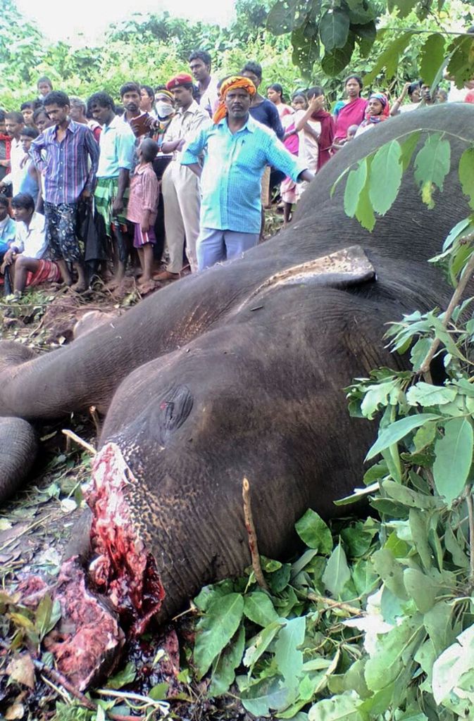 Nach einer aufwendigen Jagd wurde der Elefant getötet und anschließend im Wald begraben.