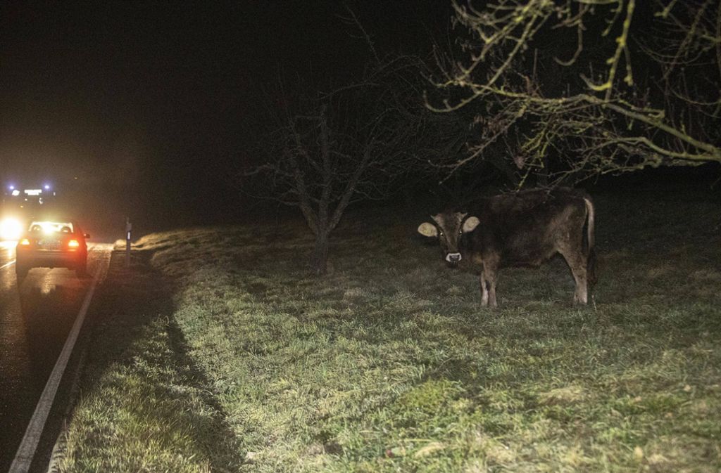 Eine Kuh am Straßenrand zwischen Strümpfelbach und Endersbach. Ein anderes Tier war auf die Fahrbahn gelaufen und kollidierte dort mit einem Auto. Foto: 7aktuell.de//Simon Adomat
