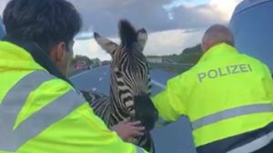 Polizisten fangen auf der Autobahn A20 bei Tessin eines von zwei entlaufenen Zirkus-Zebras ein. Foto: dpa/Tilo Wallrodt