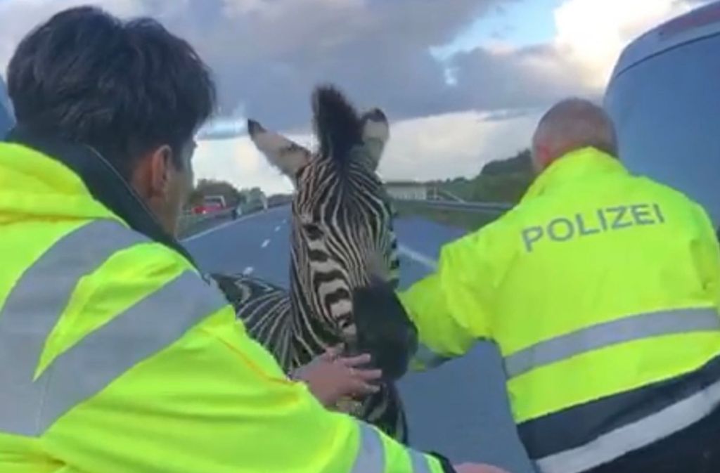 Polizisten fangen auf der Autobahn A20 bei Tessin eines von zwei entlaufenen Zirkus-Zebras ein.