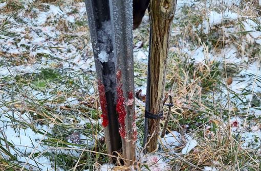 Blutspur an einer Weinrebe – die Fellbacher  Jäger tippen auf Wilddiebe. Foto: privat