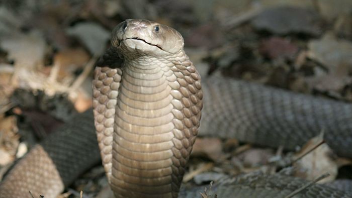 Entwarnung – Vermeintliche Kobra nur eine Ringelnatter