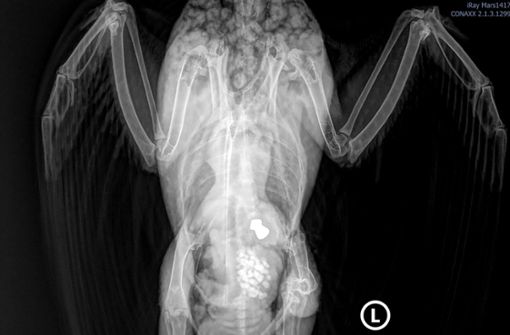 Eine Röntgenaufnahme zeigt, wo die Kugel im Bauch des Vogels steckt. Foto: Peta/red