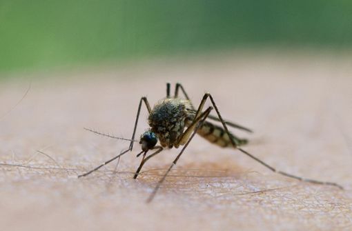 Warmes Wetter sorgt derzeit für viele Mücken. Foto: dpa-Zentralbild