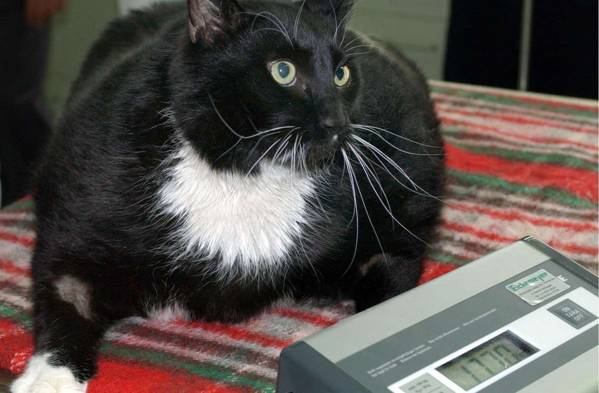 Mit rund 17 Kilo hat diese Katze deutliches Übergewicht. Sie braucht mehr Bewegung und deutlich  weniger Futter.