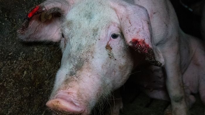 Behörden schließen Schweinehaltungsbetrieb